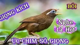 Hoạ Mi H&oacute;t Đấu /hoạ mi h&oacute;t s&aacute;ng luyện giọng kich bổi sổ giọng chim h&oacute;t hay mỗi ng&agrave;y