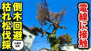 【倒木危機】道路沿いの巨大枯れ松をスッキリ伐採！危険を回避するプロの技術 #秋田県 #庭 #剪定 #伐採 #大館市 #akita #特殊伐採 #安心 #枯れ松 #松 #高所作業車 #倒木 #危険