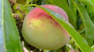 Year 2 - Growing mini peach Bonanza in the garden in the U.K.