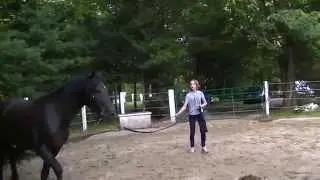 Sweet Taboo - 2 year Friesian Sport Horse