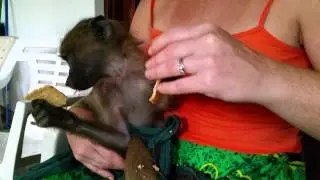 Baby baboon snacks on Lemon Creams
