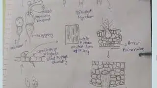 Loose Smut of Barley & Black Rust of Wheat| M.Sc/B.sc Botany Assignment Explanation&rdquo;,#universityexam