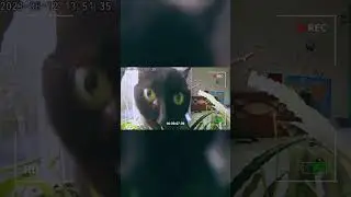 🕵️&zwj;♀️🐾 Black Cat Margo Caught on Hidden Cam! Plant Crime Under X-Files Music