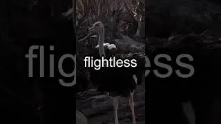 Ostriches: Speed and Strength #wildlifediversity #animals #wildlife