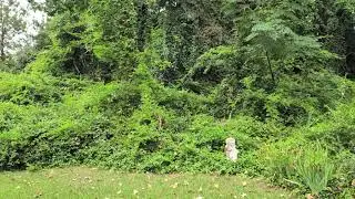 Land Clearing Clayton to Henderson Oxford to Sanford NC | Cut Brush