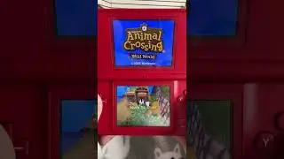 Getting Cozy with Animal Crossing!