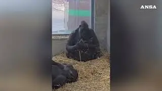 Fasano, prima nascita di un gorilla in Italia dopo quasi 50 anni #ansa #news