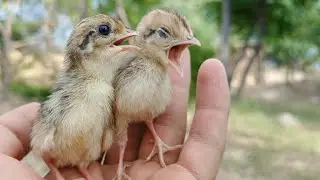 Black Partridge baby voice | Kala teetar chicks voice