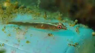 Plastic Bottle Goby