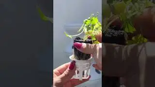 Lettuce Grow Farmstand 👩🏻&zwj;🌾 Free seedlings w/purchase:code CLASSYCASITA #urbanfarming #gardening