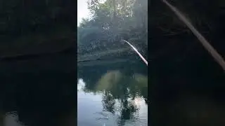 Ayu fishing 金沢犀川　和竿での鮎毛ばり釣り #fishing #和竿