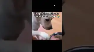 Dog Makes the ultimate sacrifice #dog