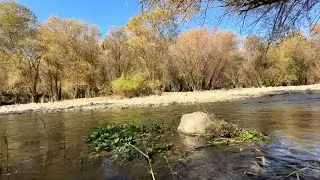 Flowing River & Trees: Peaceful Nature Sounds for Relaxation