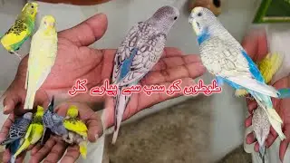 Parrots k Baby 🥳itny Zayada #RabbitBhai #highlights #pets #parrot 