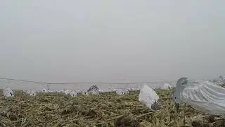 The boys in the blind couldnt believe the 10ga had that range BLIND 2
