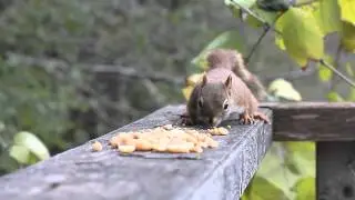 &Eacute;cureuil Roux et Geai Bleu/Red Squirrel and Blue Jays