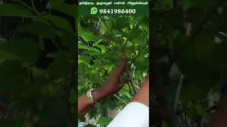 How to Grow Organic Mulberry Plant From Your Terrace Garden | மல்பெரி செடி #mulberry #exotic #fruit