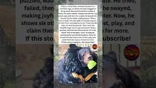 The Bear Who Learned Rest
