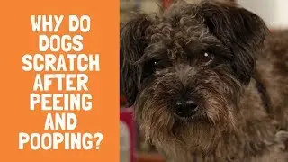 Dog Scratching after Urinating and Defecating