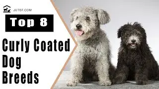 Top 8 Curly Coated Dog Breeds - Curly Haired Dog Breeds