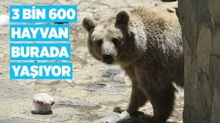 Darıca'daki hayvanat bahçesi 3 bin 600 hayvana ev sahipliği yapıyor