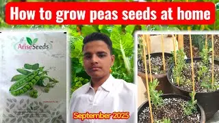 How to Grow Peas at Home | Matar Plant Growing Guide | Kitchen Gardening Tips 2025