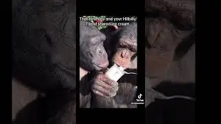 Ice Cream Eating Hillbillies.                       #restull #funny #monkey #icecream #buddies