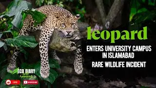 Leopard Enters University Campus in Islamabad | Rare Wildlife Incident