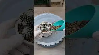 눈꽃선인장
