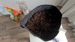 Mars Hydro Ts600 Co2.Odżywki 13 dzień Gorilla 🦍