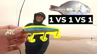 Longest Surf Perch Challenge: loser loses lucky craft