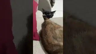 Cat , tail #cat #oyen #blackcat #kucing #cute