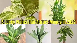 Top 5 Lucky Plants that Attract Money in Year of the Water Tiger | Indoors Plants 2022