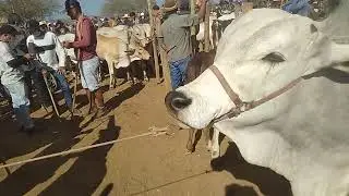 VALDO SERTANEJO NA FEIRA DE TABIRA PE 