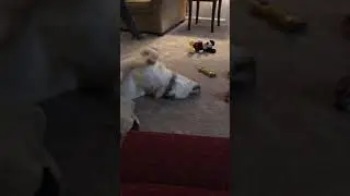 Funny dog eats stink bug