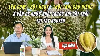 LÊN CƠM - BỘT NGỌT - THỐI TRÁI SẦU RIÊNG TÂY NGUYÊN | Xử lý 3 vấn đề nhức nhối trước cắt trái