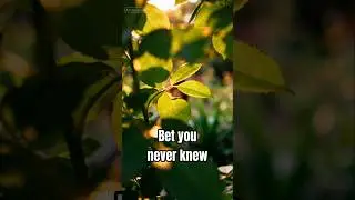 Plants Can Talk&hellip; Kind Of . . . #didyouknow #funfacts #randomfacts #fyp #plants