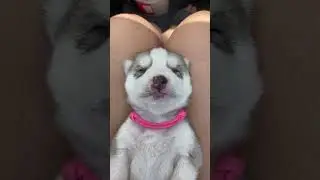 1 week old husky pup dreaming of milk. #asmr #dog #husky #puppy