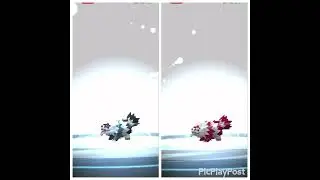 Shiny ✨ Galarian Zigzagoon Evolution