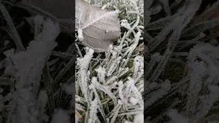 The sounds of frozen grass#frozengrass#frozen #grass #winter #shorts