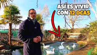 ¿Las ocas son tan agresivas como dicen? Así es convivir con ellas.