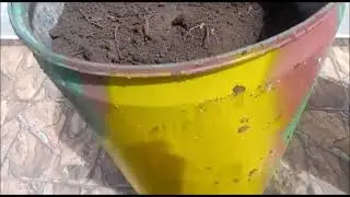 Al&ccedil;afr&atilde;o da terra combate c&aacute;ncer