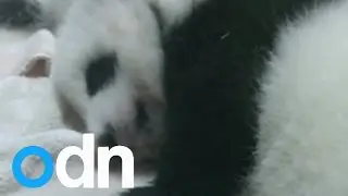 Baby giant pandas are due to open their eyes at China breeding centre