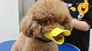 Dogs & Cats Acting Like Humans A Little Too Well 🤪 Funny Animal Video 2026