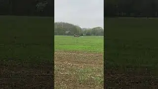 Hare coursing on permission with puppy&rsquo;s