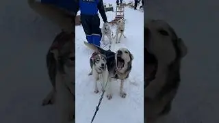Husky tour #dogsledding #husky #norway