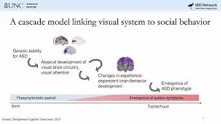 How the Brain's Visual System Links to Social Behavior in Autism
