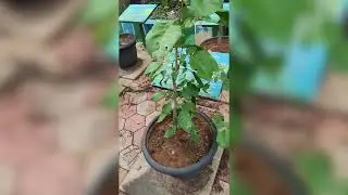 ೧೫೦ ಕ್ಕೂ ಹೆಚ್ಚು ಔಷದಿ ಸಸ್ಯಗಳ ಪರಿಚಯ | MEDICINAL PLANTS| AYURVEDA| HERBS