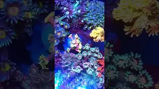 Nano Reef 20l da Loja Par&ccedil;as Reef em Sp