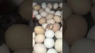 Sweet Golden buff chick hatching
